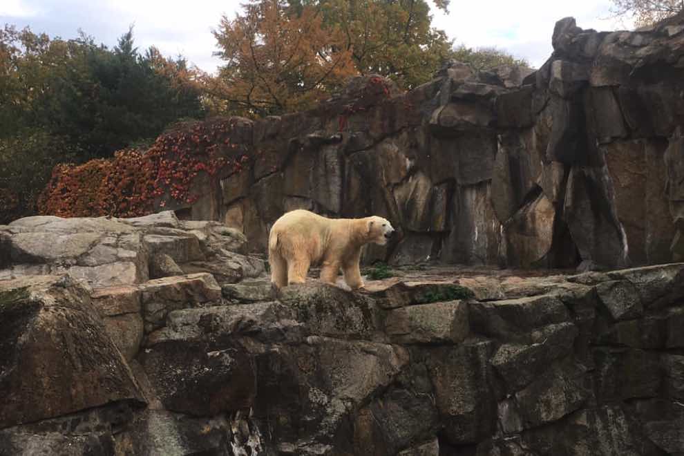 hotel zoo berlin