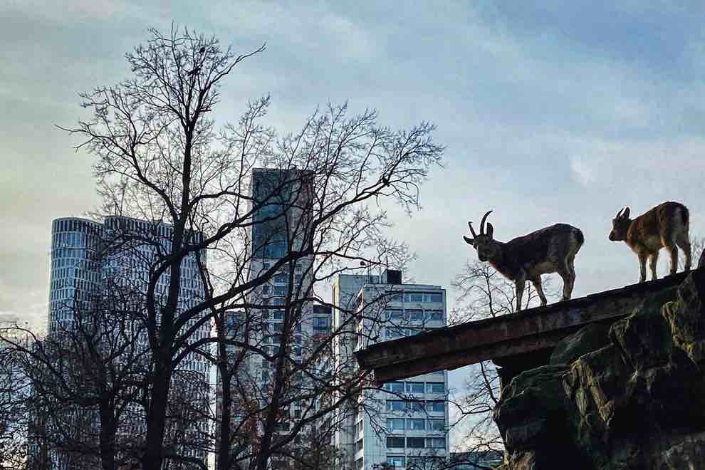 zoo berlino animali