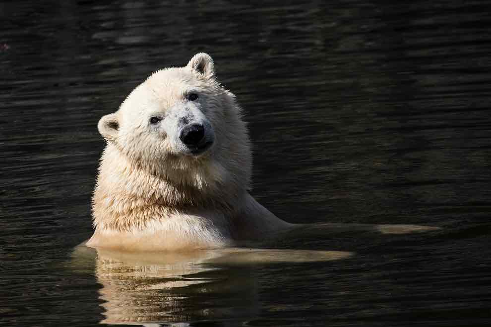 La custode dello zoo di Berlino - Winleoo