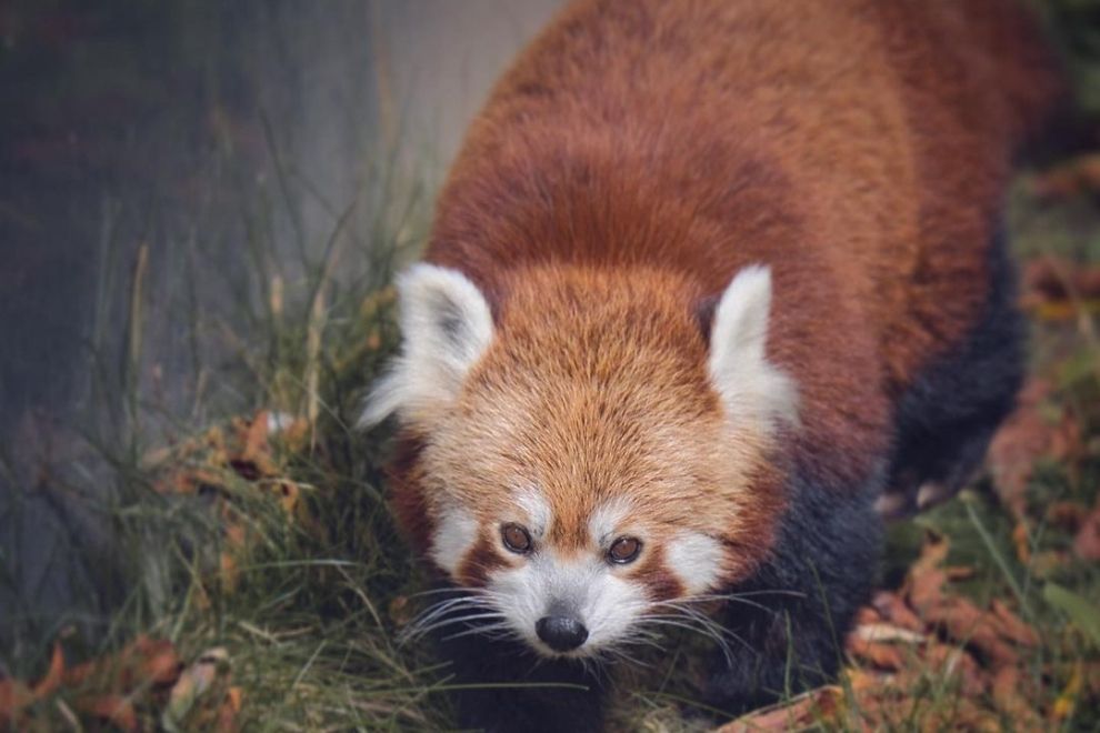 zoo vienna biglietti